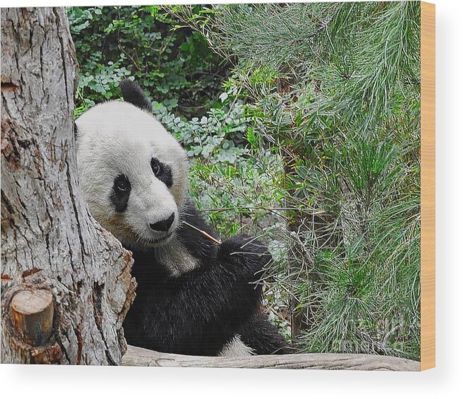 Panda Wood Print featuring the photograph Panda Looking by Beth Myer Photography