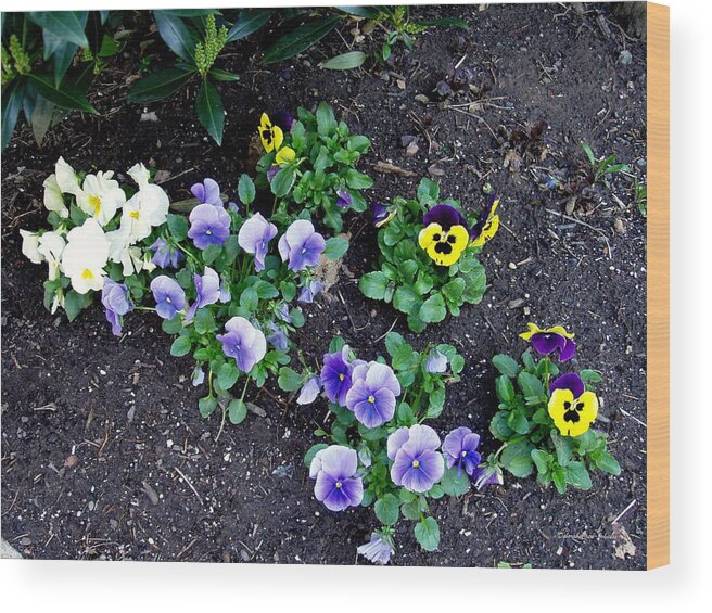 Flowers Wood Print featuring the photograph Pansies by Deborah Crew-Johnson