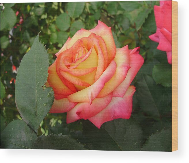 Roses Wood Print featuring the photograph Passionate Morning by Anjel B Hartwell