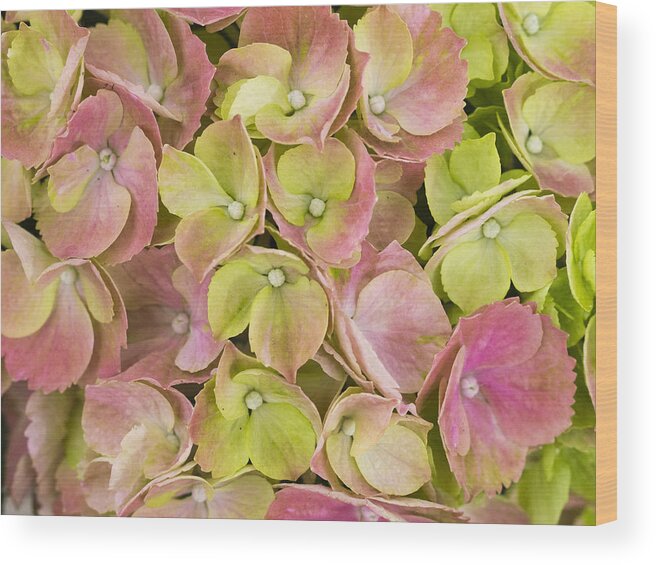 Beauty Wood Print featuring the photograph Pastels by Eggers Photography