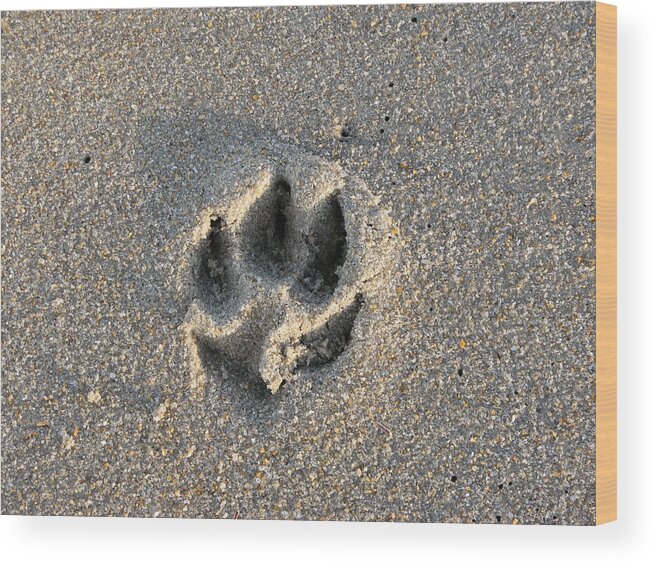 Dog Wood Print featuring the photograph Pawprint in the Sand by Creative Solutions RipdNTorn