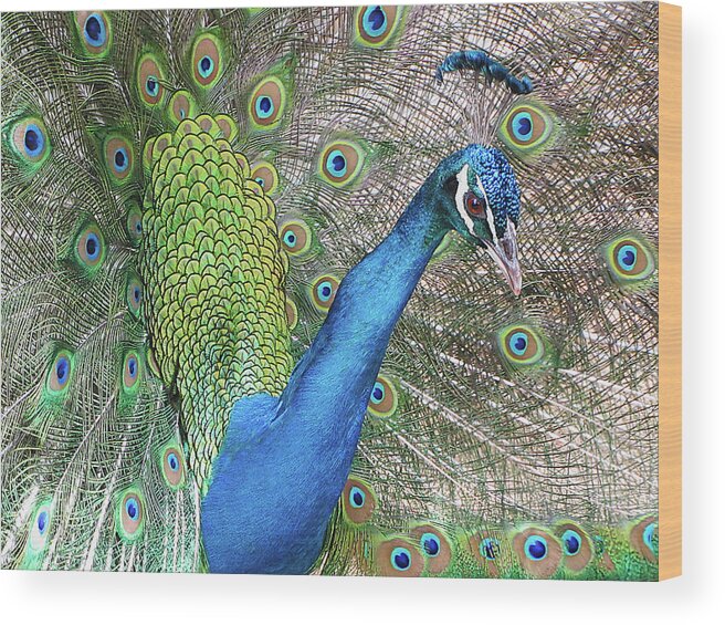 Peacock Wood Print featuring the photograph Peacock by Bob Slitzan
