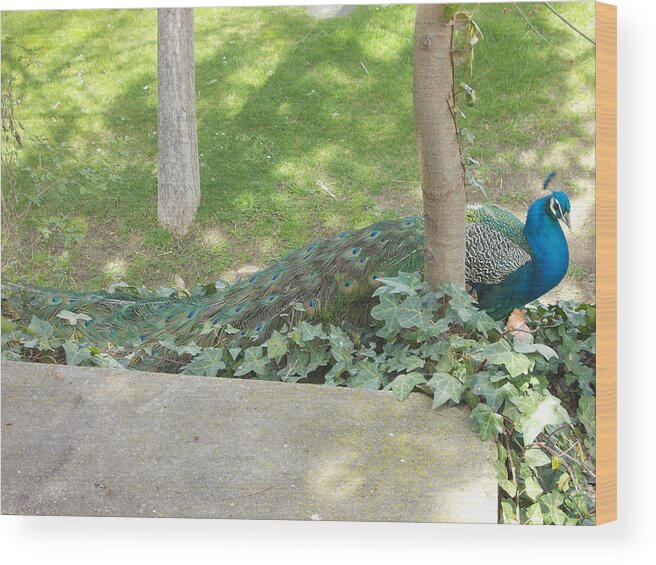 Peacock Wood Print featuring the photograph Peacock by Mariel Mcmeeking