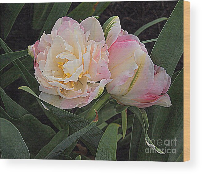 Photography Wood Print featuring the photograph Peony Tulip Duet by Nancy Kane Chapman