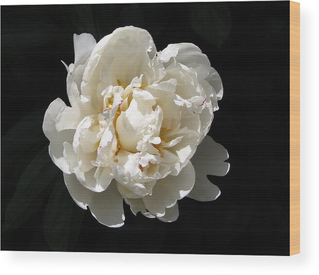 Flower Wood Print featuring the photograph Peekaboo Peony by Mary Ellen Mueller Legault