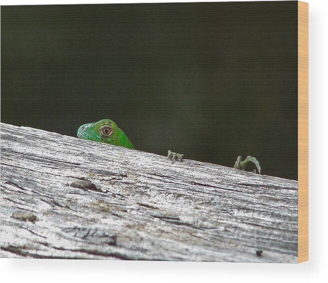 Reptile Wood Print featuring the photograph Peeping Iguana by Carl Moore