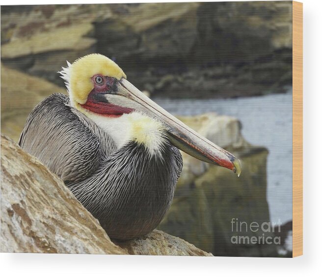 Pelican Wood Print featuring the photograph Pelican Among Rocks by Beth Myer Photography