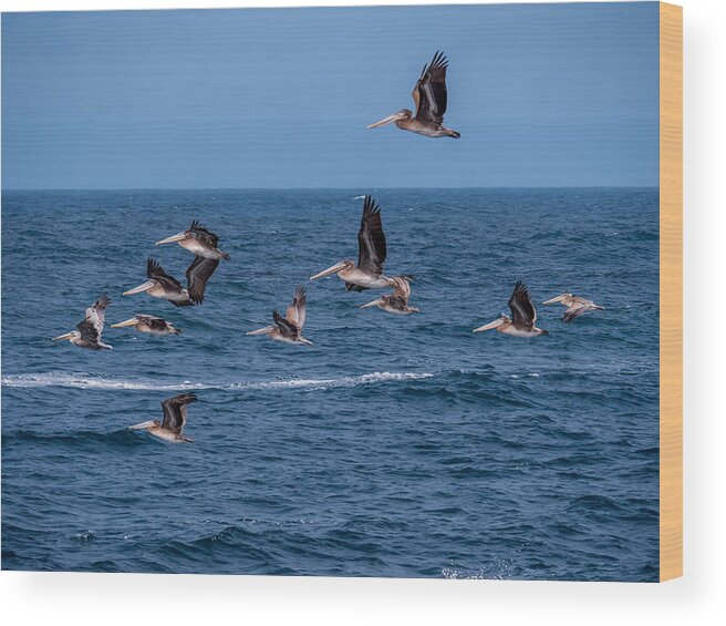 Pelicans Wood Print featuring the photograph Pelicans Fly Over the Water by Derek Dean