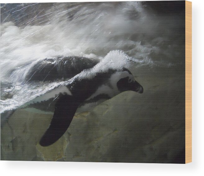 Penguin Wood Print featuring the photograph Swimming Penguin by Maggy Marsh