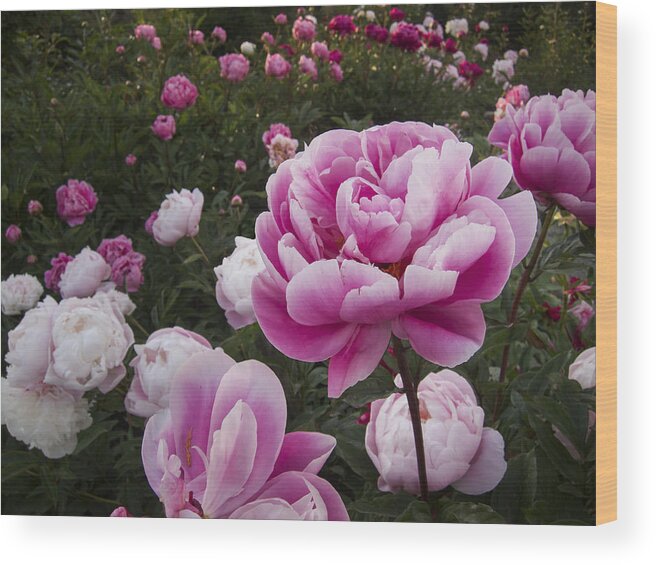Flowers Wood Print featuring the photograph Peony Field by Mary Lee Dereske
