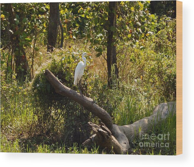 Fienart Wood Print featuring the photograph Perched Snowy Egret by Chris Tarpening