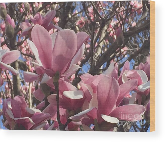 Blooms Wood Print featuring the photograph Perfect Pink Petals by Barbara Plattenburg