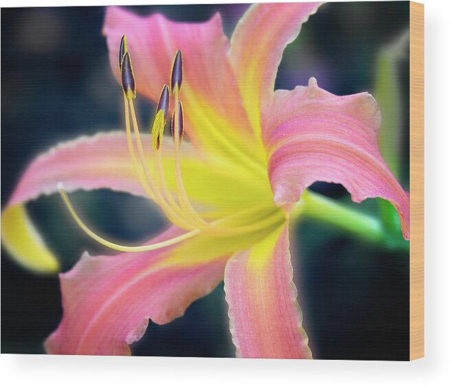 Beautiful Wood Print featuring the photograph Perfection of a bloom. by Usha Peddamatham