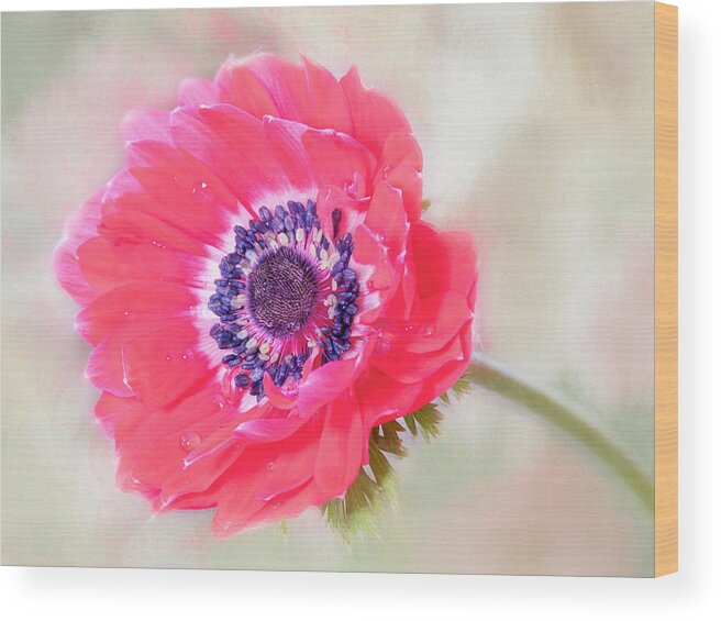 Flower Wood Print featuring the photograph Petite perfection. by Usha Peddamatham