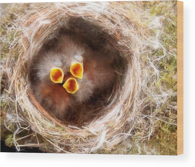 Baby Birds Wood Print featuring the photograph Phoebe Babies by Angie Rea
