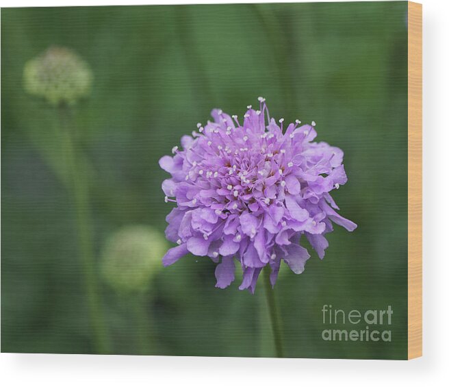 Pincushion Wood Print featuring the photograph Pinchsion Flower by Robert E Alter Reflections of Infinity