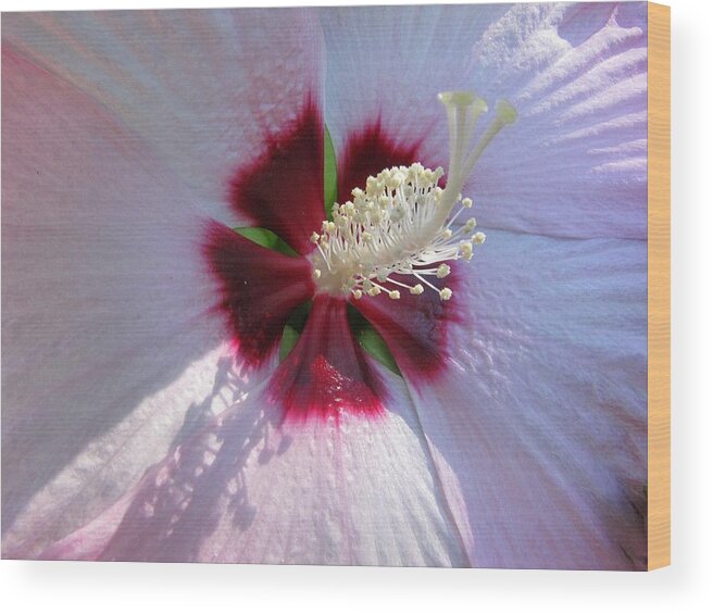 Hovind Wood Print featuring the photograph Pink Hibiscus by Scott Hovind