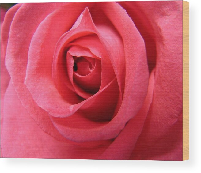 Roses Wood Print featuring the photograph Pink Lady by Mary Halpin