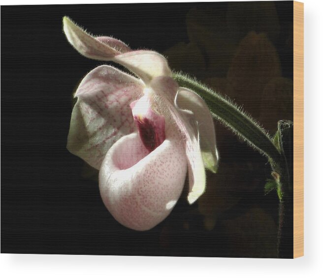 Orchid Wood Print featuring the photograph Pink Ladyslipper Orchid by Alfred Ng