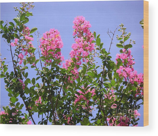 Nature Wood Print featuring the photograph Pink On Blue by Lucyna A M Green