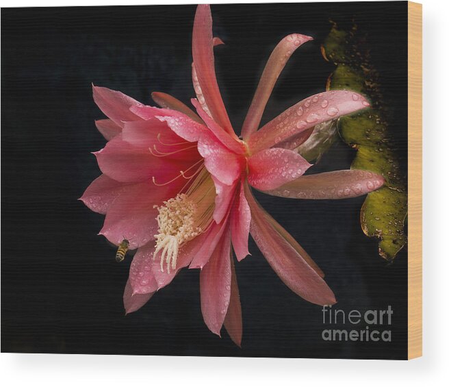 Pink Wood Print featuring the photograph Pink Orchid Cactus Flower by Inge Riis McDonald