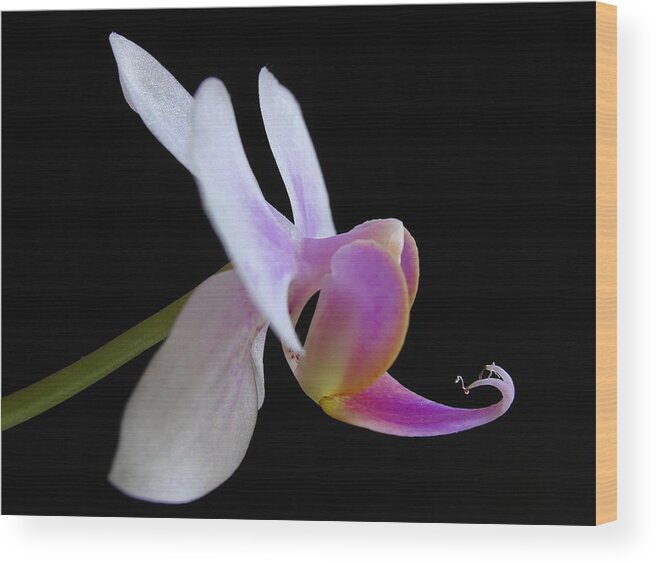 Georgia Wood Print featuring the photograph Pink Orchid by Juergen Roth