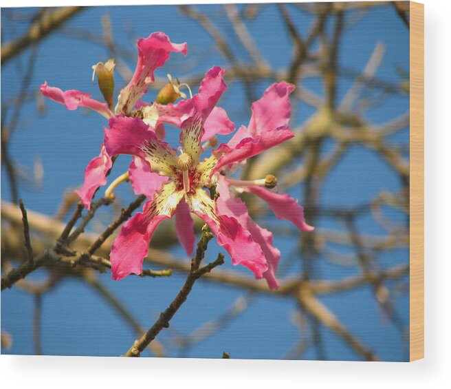 Orchid Wood Print featuring the photograph Pink Orchid Tree by Carla Parris