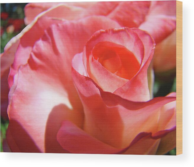 Rose Wood Print featuring the photograph PINK ROSE Art Prints Floral Summer Rose Flower Baslee Troutman by Patti Baslee