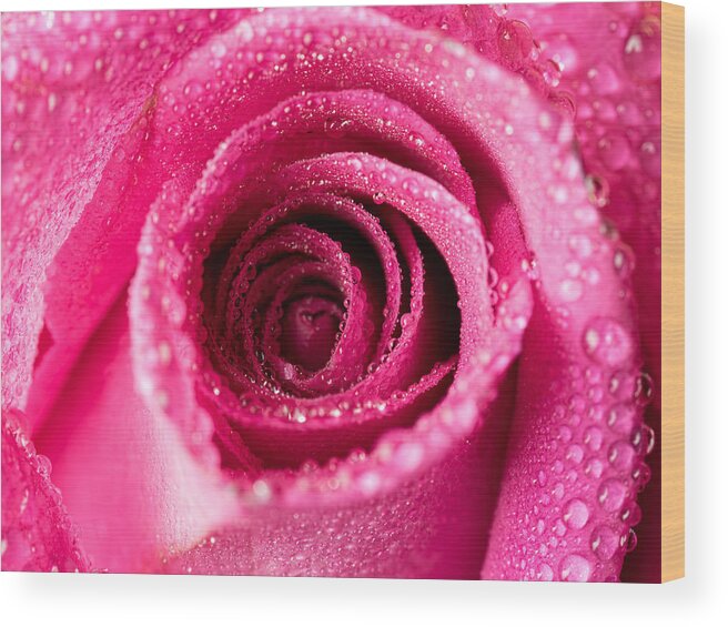 Rose Wood Print featuring the photograph Pink Rose with Droplets by Brad Boland