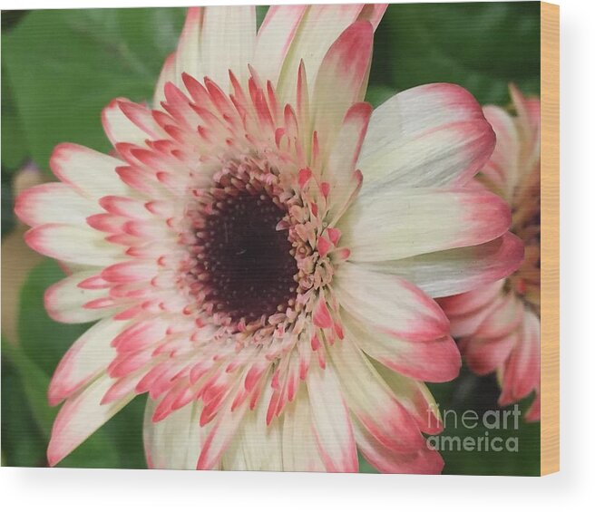 Flowers Wood Print featuring the photograph Pink Tips by Nona Kumah