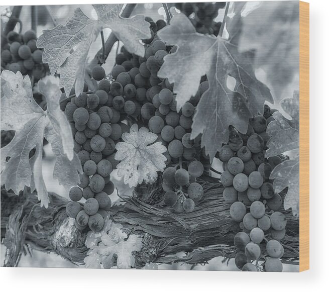 Abstract Wood Print featuring the photograph Pinot 2 by Jonathan Nguyen