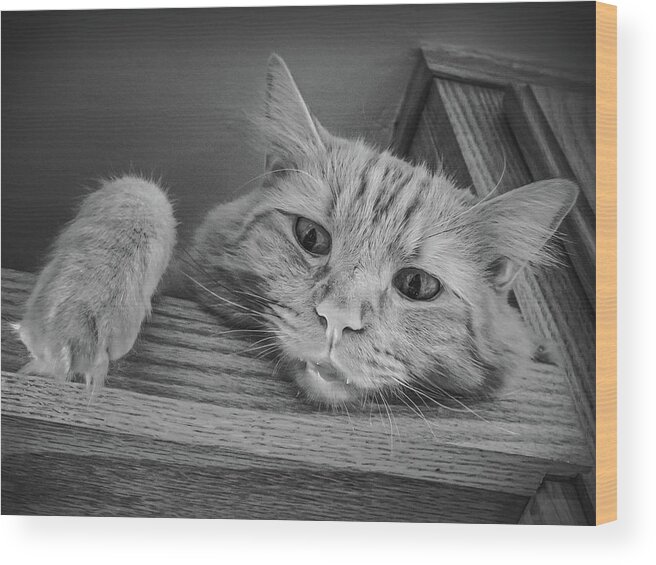 Cats Wood Print featuring the photograph Please Don't Make Me Come Down by Guy Whiteley