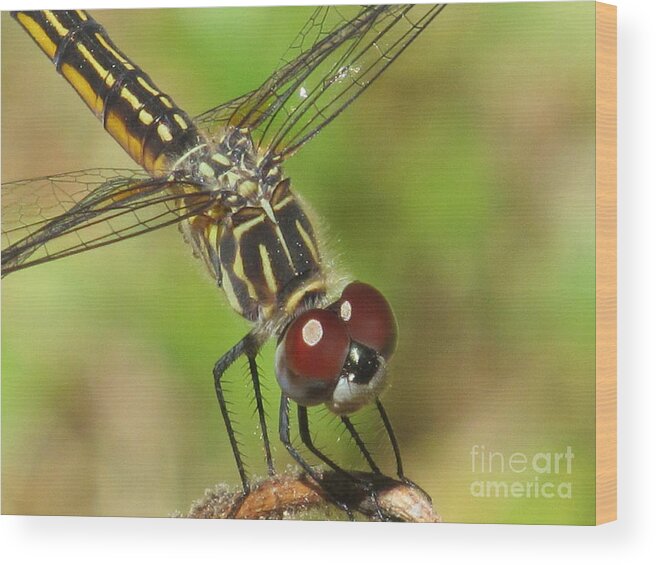 Nature Wood Print featuring the photograph Pleased to Meet You by Loretta Pokorny