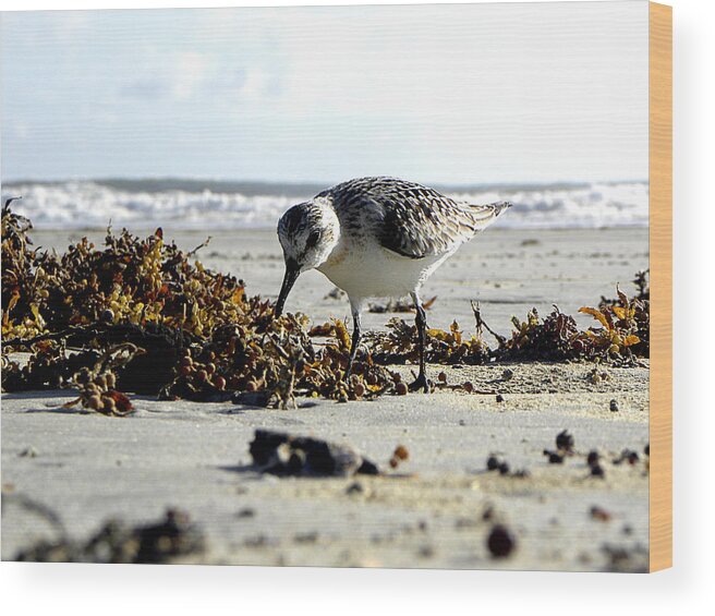 Daytona Wood Print featuring the photograph Plover on Daytona Beach by Christopher Mercer