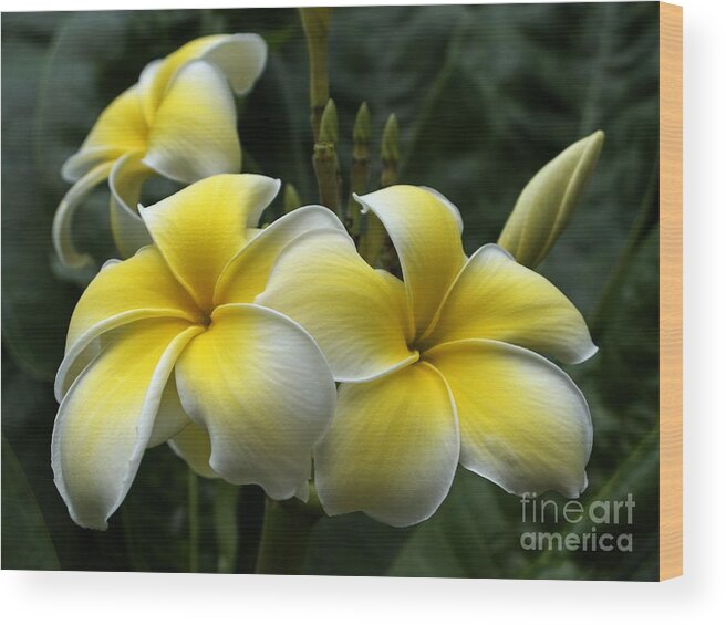 Plumeria Wood Print featuring the photograph Plumeria by Ann Horn