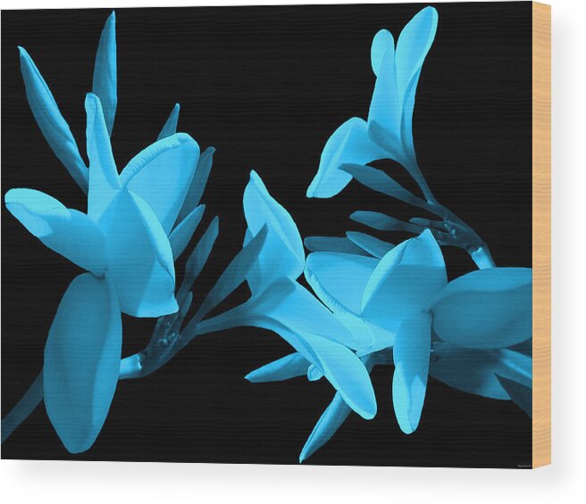 Flowers Photography Wood Print featuring the photograph Plumeria series 2 by Evelyn Patrick