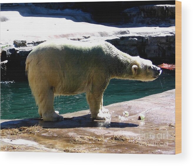 Polar Bear Wood Print featuring the photograph Polar Bear 3 by Rose Santuci-Sofranko