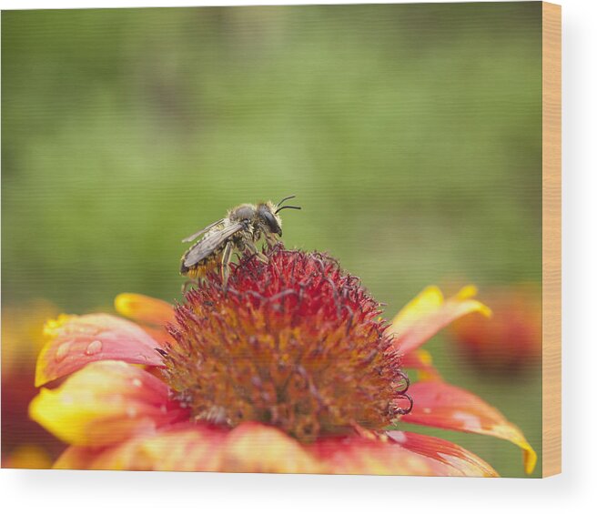 Bee Wood Print featuring the photograph Pollinator and Flower by Thomas Young