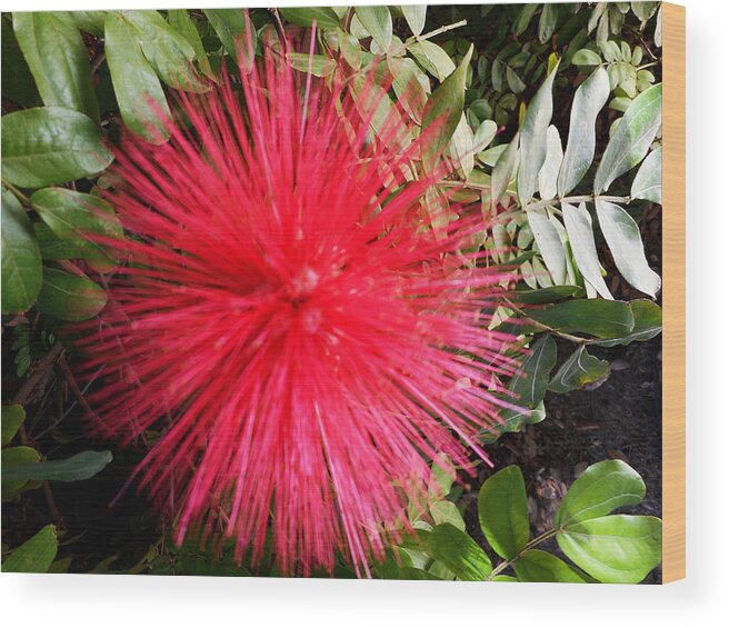 Flowers Wood Print featuring the photograph Pom Poms 3 by Ron Kandt