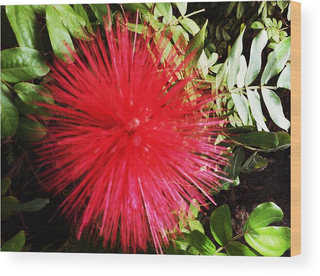 Flowers Wood Print featuring the photograph Pom Poms 4 by Ron Kandt