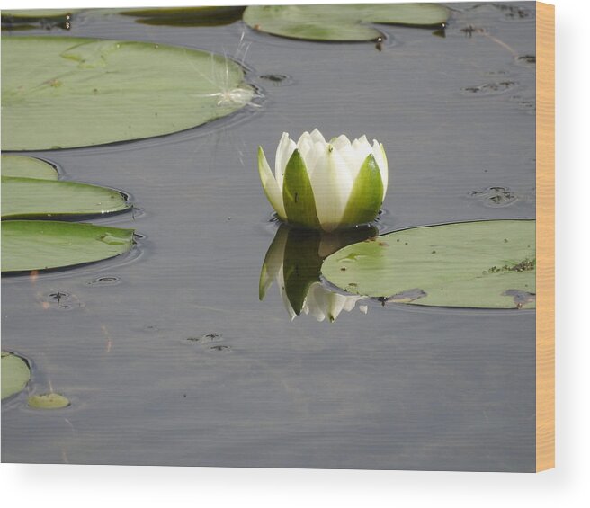 Water Lily Wood Print featuring the photograph Pond Beauty by Betty-Anne McDonald