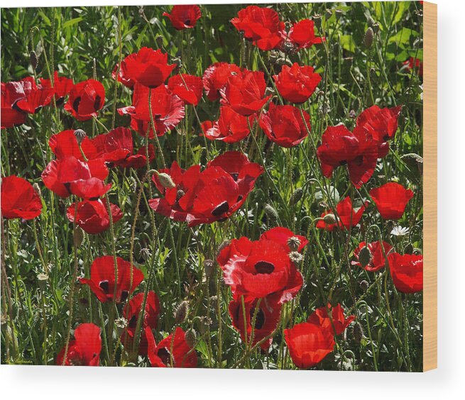 Papaver Wood Print featuring the photograph Poppies 04 by Arik Baltinester