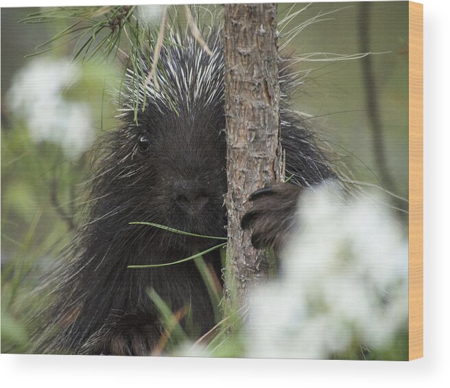 Kennebunk Plains Wood Print featuring the photograph Porcupine Check-out by Ian Johnson