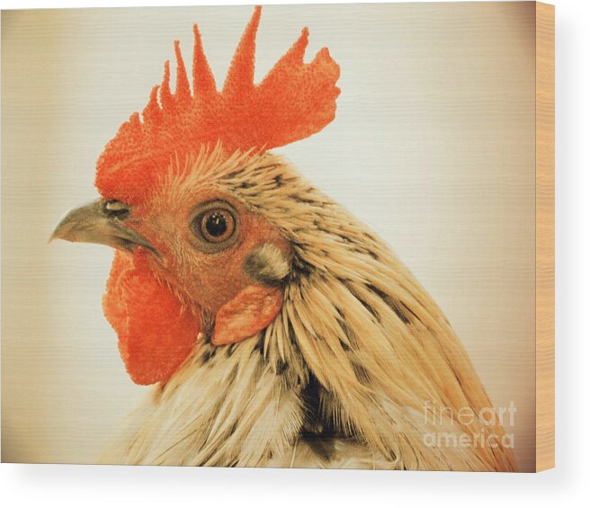 Rooster Wood Print featuring the photograph Portrait Of A Wild Rooster by Jan Gelders