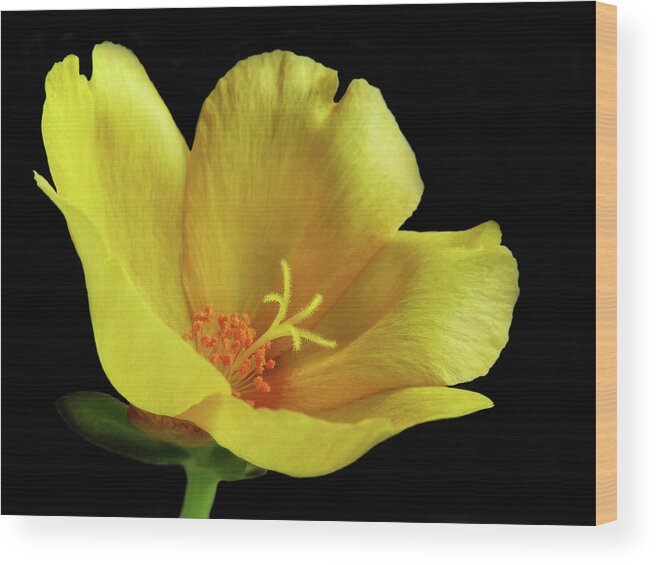Bloom Wood Print featuring the photograph Portrait of a Yellow Purslane Flower by David and Carol Kelly