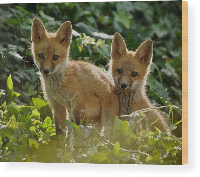 Nature Wood Print featuring the photograph Posing kits by Matt MacMillan