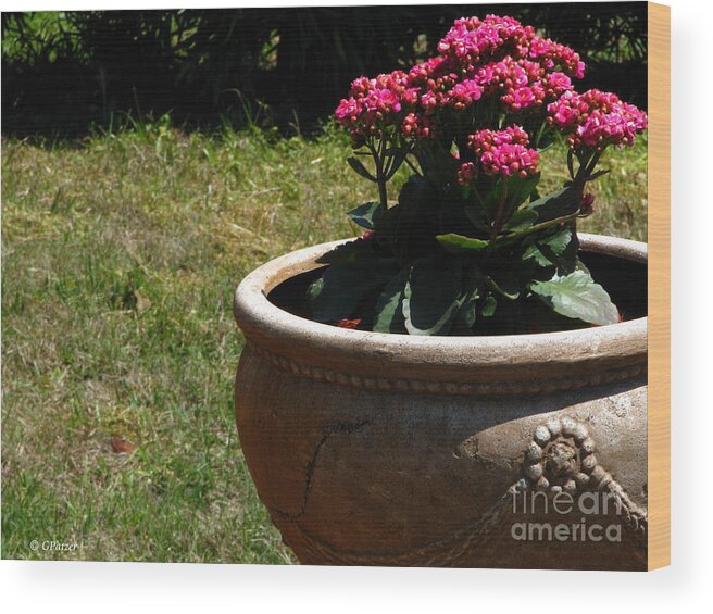 Patzer Wood Print featuring the photograph Pot Full Of Annuals by Greg Patzer