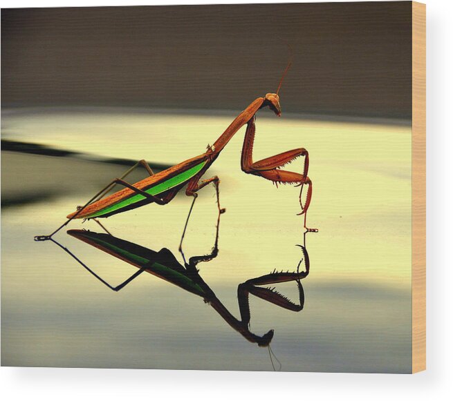 Lakeview Wood Print featuring the digital art Preying Mantis by Aron Chervin