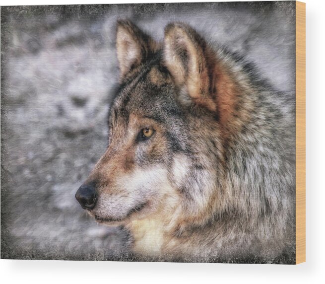 Mexican Grey Wolf Wood Print featuring the photograph Profiling by Elaine Malott