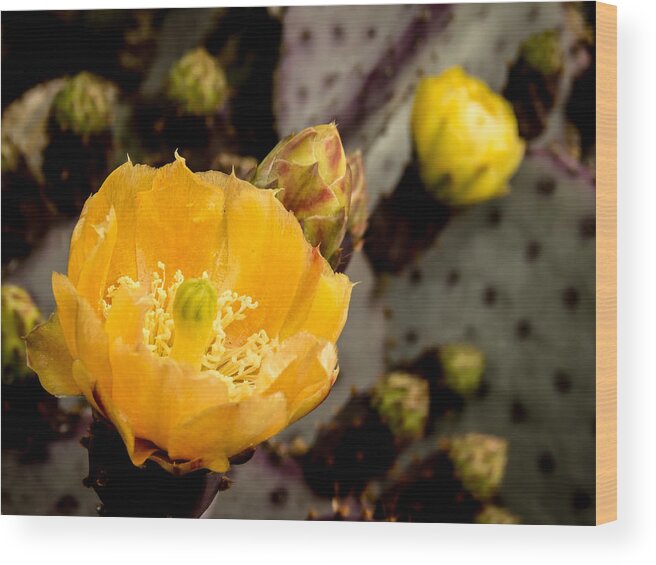 Flower Wood Print featuring the photograph Promise by Terry Ann Morris